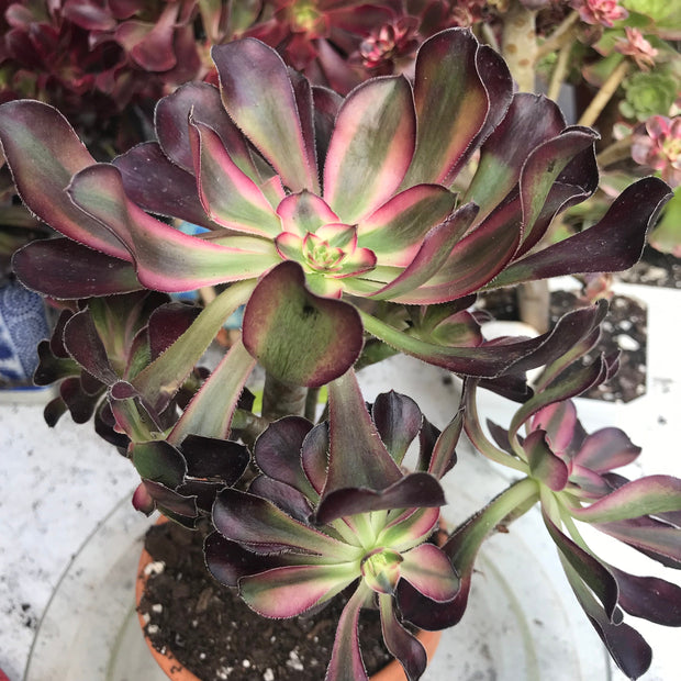 Aeonium Chanelle cluster tree. Photos taken 10-10-23. Rare Aeonium