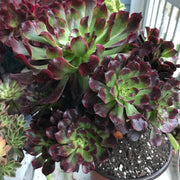 Aeonium Dark Princess cluster tree. Very rare. Photos taken 10-10-23. Rare Aeonium