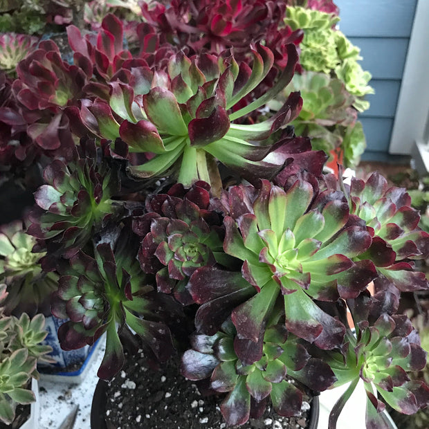 Aeonium Dark Princess cluster tree. Very rare. Photos taken 10-10-23. Rare Aeonium