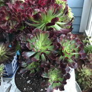 Aeonium Dark Princess cluster tree. Very rare. Photos taken 10-10-23. Rare Aeonium