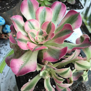 Aeonium Pink Witch  cluster. Photos taken 10-10-23. Rare Aeonium