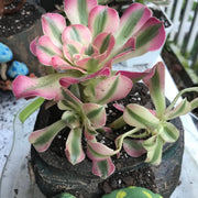 Aeonium Pink Witch  cluster. Photos taken 10-10-23. Rare Aeonium