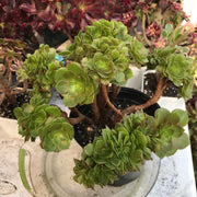 Aeonium Crested Gold Wave. Photos taken 10-10-23. Rare Aeonium.