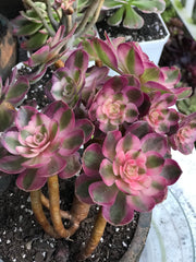 Aeonium Allure cluster. Photos taken 10-10-23. Rare Aeonium