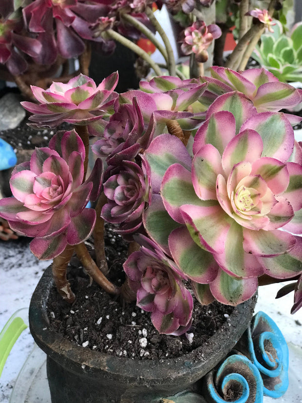 Aeonium Allure cluster. Photos taken 10-10-23. Rare Aeonium