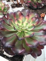 Aeonium Hongyan. Photos taken 9-28-23. Rare Aeonium