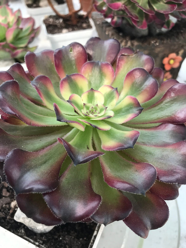 Aeonium Hongyan. Photos taken 9-28-23. Rare Aeonium