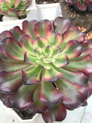 Aeonium Hongyan. Photos taken 9-28-23. Rare Aeonium