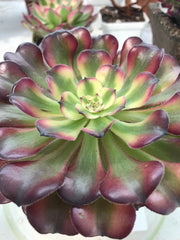 Aeonium Hongyan. Photos taken 9-28-23. Rare Aeonium