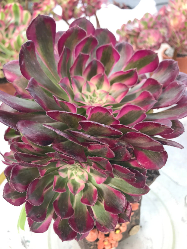 Aeonium Large White Zwartkop cluster tree. Photos taken 9-28-23. Rare Aeonium