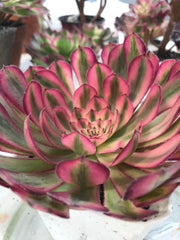 Aeonium Pure Moon Light. Photos taken 9-28-23. Rare Aeonium