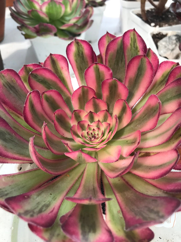 Aeonium Pure Moon Light. Photos taken 9-28-23. Rare Aeonium