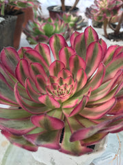 Aeonium Pure Moon Light. Photos taken 9-28-23. Rare Aeonium