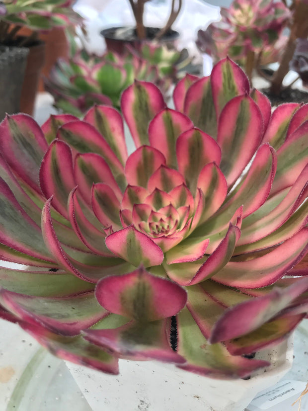 Aeonium Pure Moon Light. Photos taken 9-28-23. Rare Aeonium