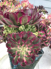 Aeonium White Copper Vase cluster tree. Photos taken 9-28-23. Rare Aeonium