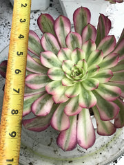 Aeonium Pure Moon Light. Photos taken 10-12-23. Rare Aeonium