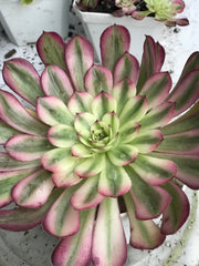 Aeonium Pure Moon Light. Photos taken 10-12-23. Rare Aeonium