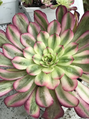 Aeonium Pure Moon Light. Photos taken 10-12-23. Rare Aeonium