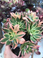 Aeonium sweet tea cluster. Photos taken 9-29-23. Rare Aeonium