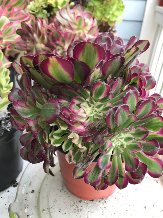 Aeonium White Copper Vase cluster tree. Photos taken 9-29-23. Rare Aeonium