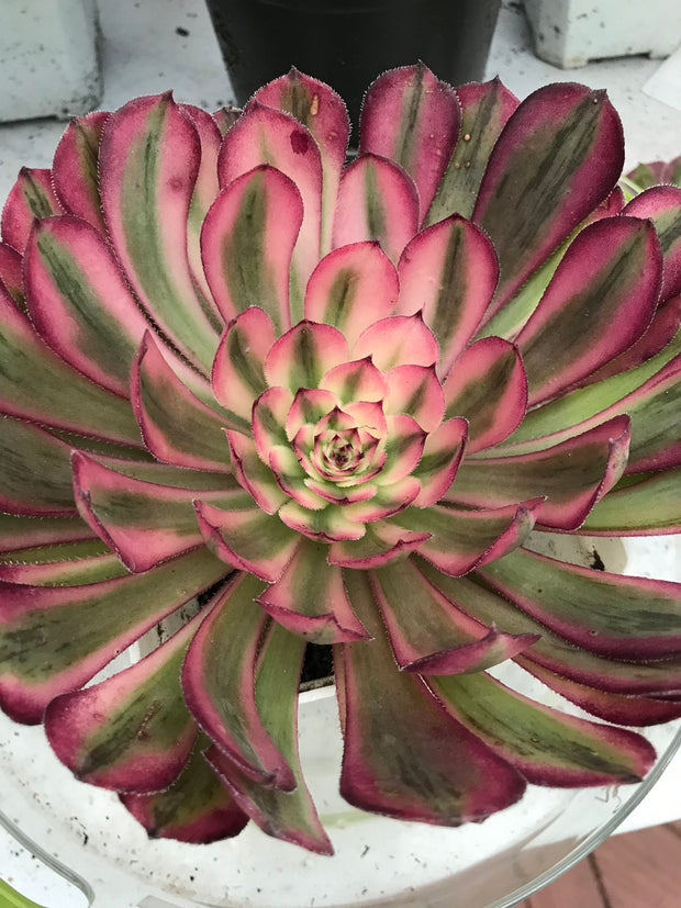 Aeonium Pure Moon Light. Photos taken 9-29-23. Rare Aeonium