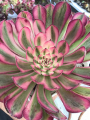 Aeonium Pure Moon Light. Photos taken 9-29-23. Rare Aeonium