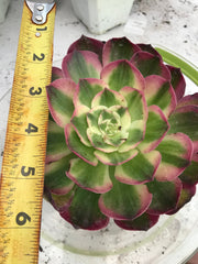 Aeonium Neptune. New variety. Photos taken 9-29-23. Rare Aeonium