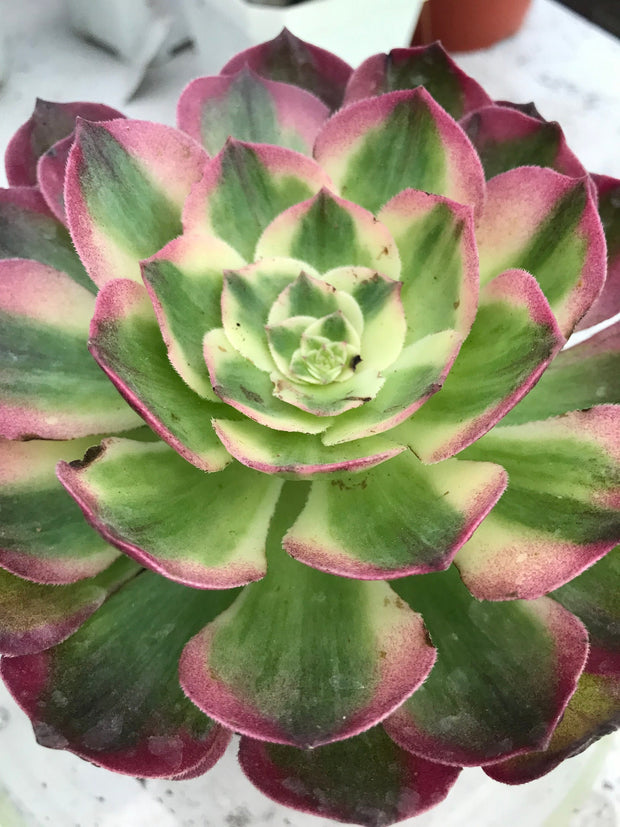 Aeonium Neptune. New variety. Photos taken 9-29-23. Rare Aeonium