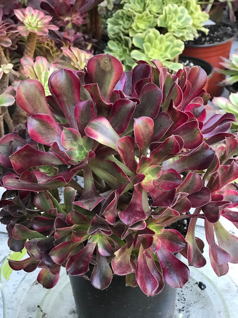 Aeonium Medusa huge cluster tree. Photos taken 10-13-23. Rare Aeonium ...