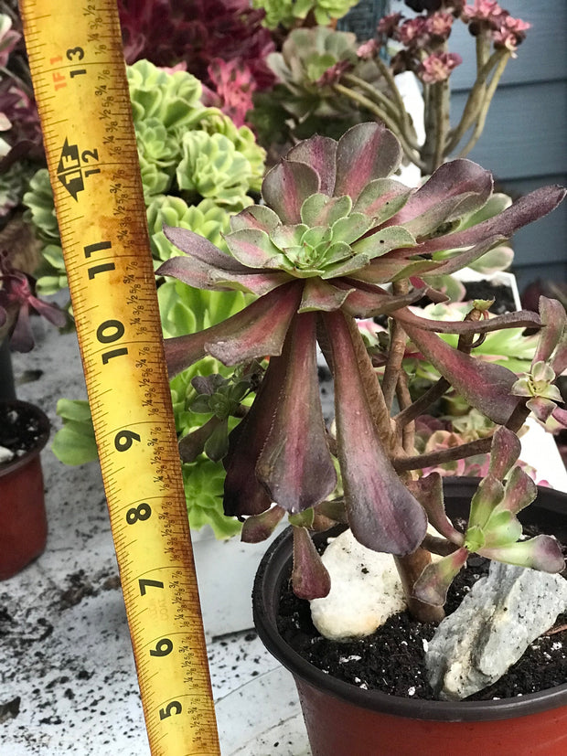 Aeonium Tong Yan cluster. Photos taken from 10-13-23. Rare Aeonium