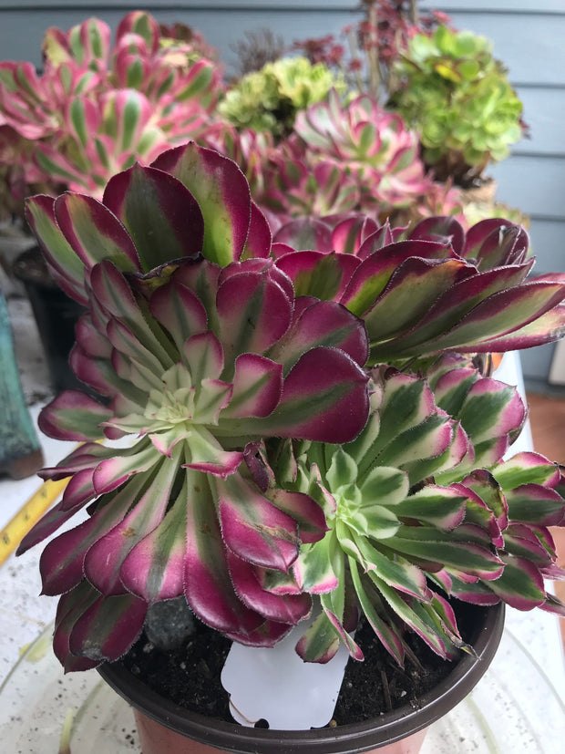 Aeonium White Copper Vase cluster tree. Photos taken 9-30-23. Rare Aeonium