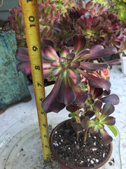 Aeonium Sunset glow.  Photos taken 9-29-23. Rare Aeonium