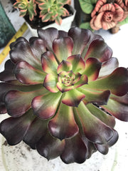 Aeonium Hongyan. Photos taken 9-29-23. Rare Aeonium