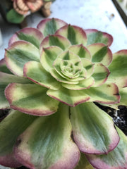 Aeonium Allure. Photos taken 9-29-23. Rare Aeonium