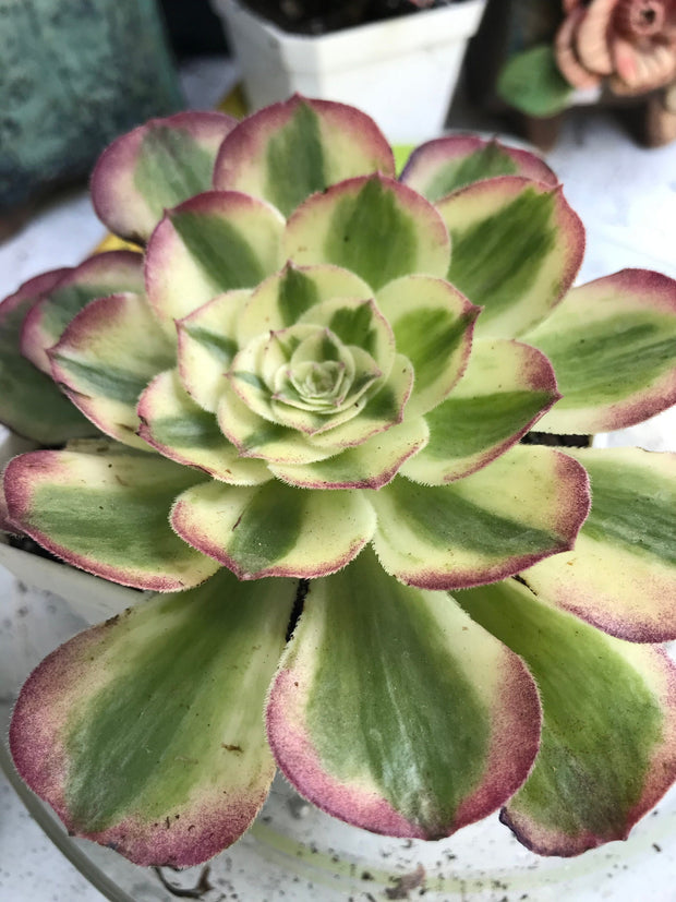 Aeonium Allure. Photos taken 9-29-23. Rare Aeonium