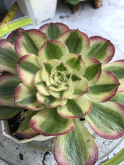 Aeonium Allure. Photos taken 9-29-23. Rare Aeonium