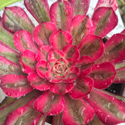 Aeonium Pure Moonlight. Photos taken 10-14-23. Rare Aeonium