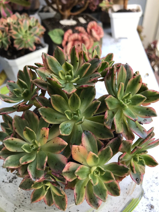 Aeonium sweet tea cluster. Photos taken 9-28-23. Rare Aeonium