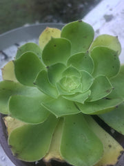 Aeonium Green Rose. Photos taken 10-1-23. Rare Aeonium