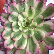 Aeonium Pure Moonlight. Photos taken 10-15-23. Rare Aeonium