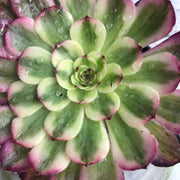 Aeonium Pure Moonlight. Photos taken 10-15-23. Rare Aeonium