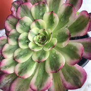 Aeonium Pure Moonlight. Photos taken 10-15-23. Rare Aeonium