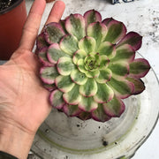 Aeonium Pure Moonlight. Photos taken 10-15-23. Rare Aeonium