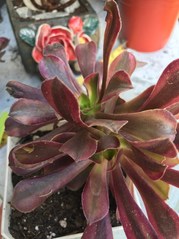 Aeonium White Murphy mutant. Photos taken 10-1-23. Rare Aeonium