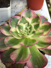 Aeonium Neptune. New variety. Photos taken 10-1-23. Rare Aeonium