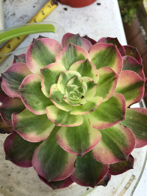 Aeonium Neptune. New variety. Photos taken 10-1-23. Rare Aeonium