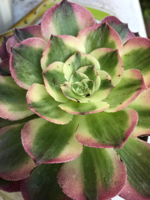 Aeonium Neptune. New variety. Photos taken 10-1-23. Rare Aeonium