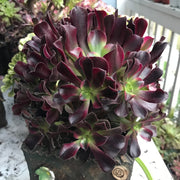 Aeonium Medusa cluster tree. Photos taken 10-16-23. Rare Aeonium