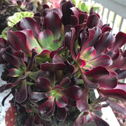 Aeonium Medusa cluster tree. Photos taken 10-16-23. Rare Aeonium