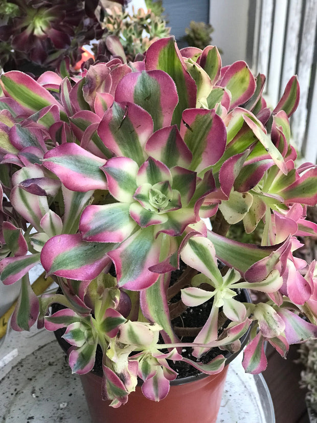 Aeonium Pink Witch  cluster tree. Photos taken 10-1-23. Rare Aeonium